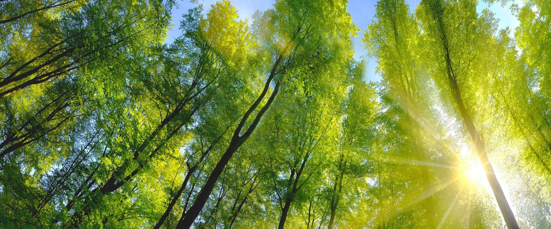  Bosque caducifolio con hojas verdes a la luz del sol y cielo azul por encima