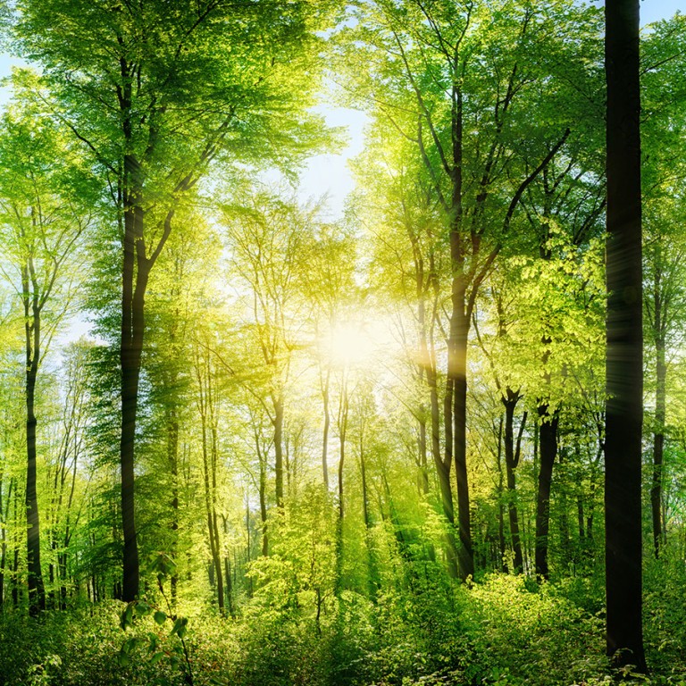 Bosque verde caducifolio inundado de luz solar 